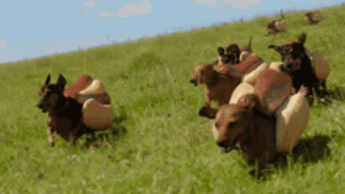 loading gif